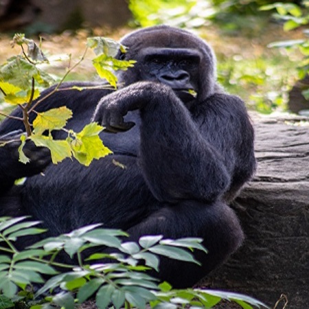 12 Days Rwanda Memoriable Adventure Gorilla Trekking Safari , 12 days gorilla trekking tour covid,Best time to go gorilla trekking
